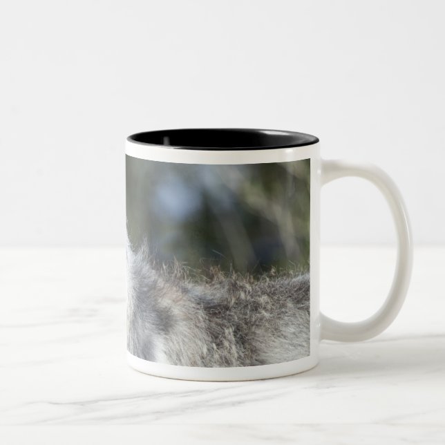 Wolf in Yellowstone Two-Tone Coffee Mug (Right)