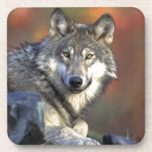 Wolf Lovers Art Coaster