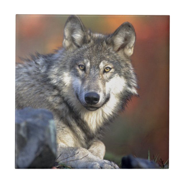 Wolf Lovers Art Tile (Front)