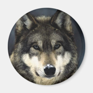 Wolf Magnet