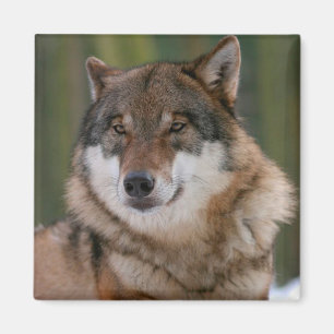 Wolf Magnet
