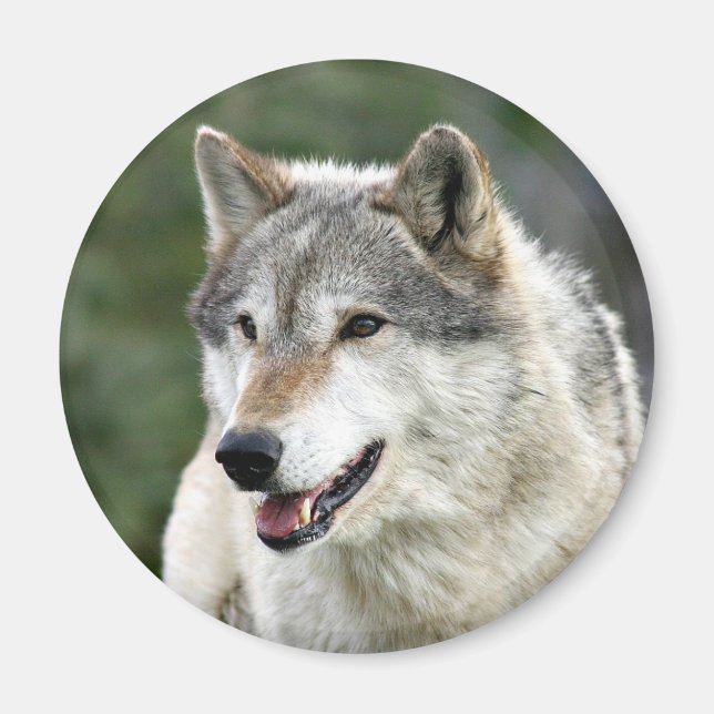 Wolf Magnet (Front)
