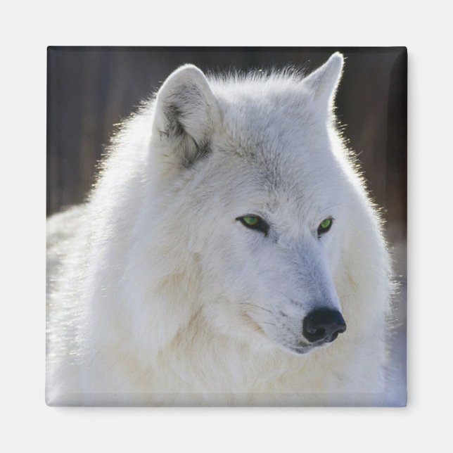 Wolf Magnet (Front)