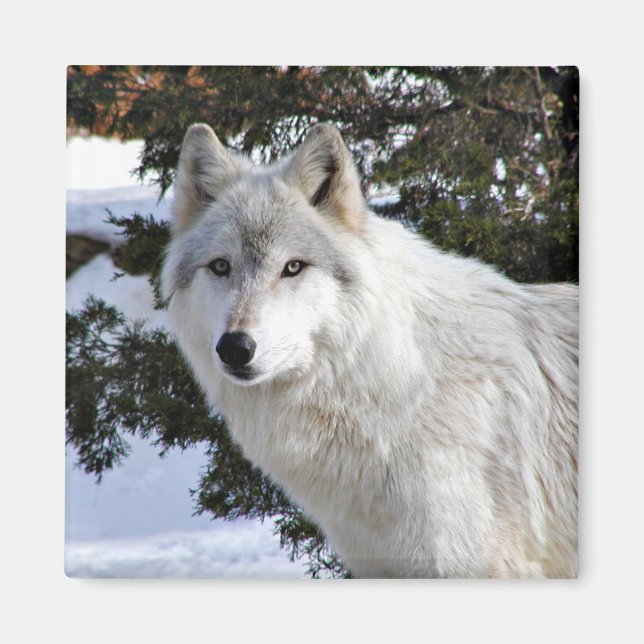 wolf magnet (Front)
