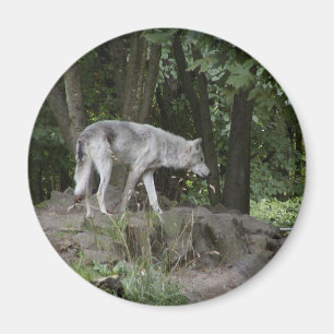 Wolf Magnet