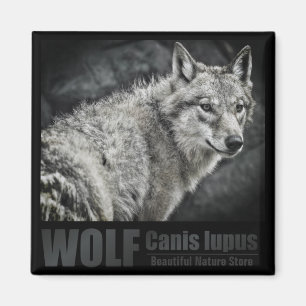 WOLF : Magnet Carré