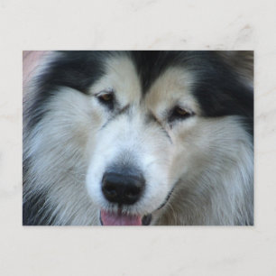 Wolf Malamute Picture Postcard