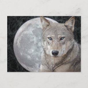 Wolf Moon Postcard