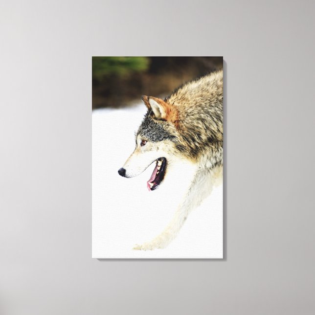 Wolf on the prowl canvas print (Front)