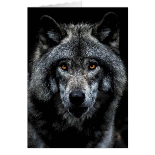 Wolf Orange Yeux Nature animale sauvage (Devant)