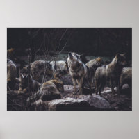 WOLF PACK ON ROCK FORMATION