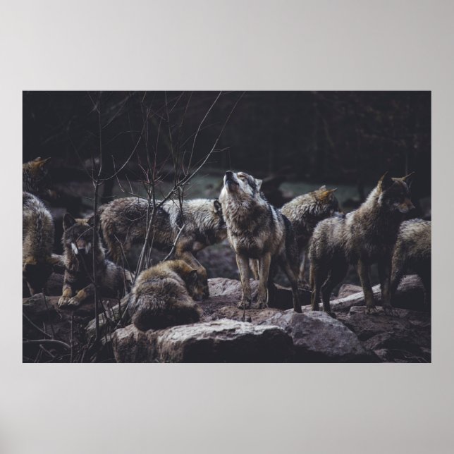 WOLF PACK ON ROCK FORMATION POSTER (Front)
