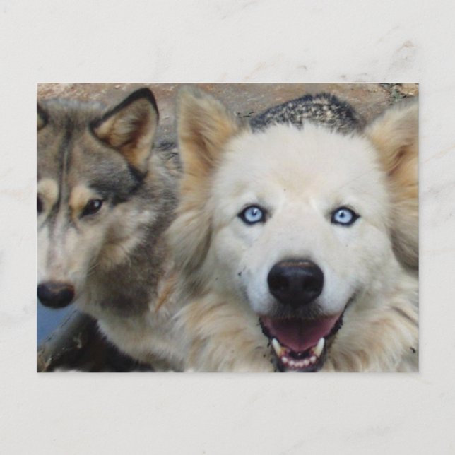 Wolf Pack Postcard (Front)