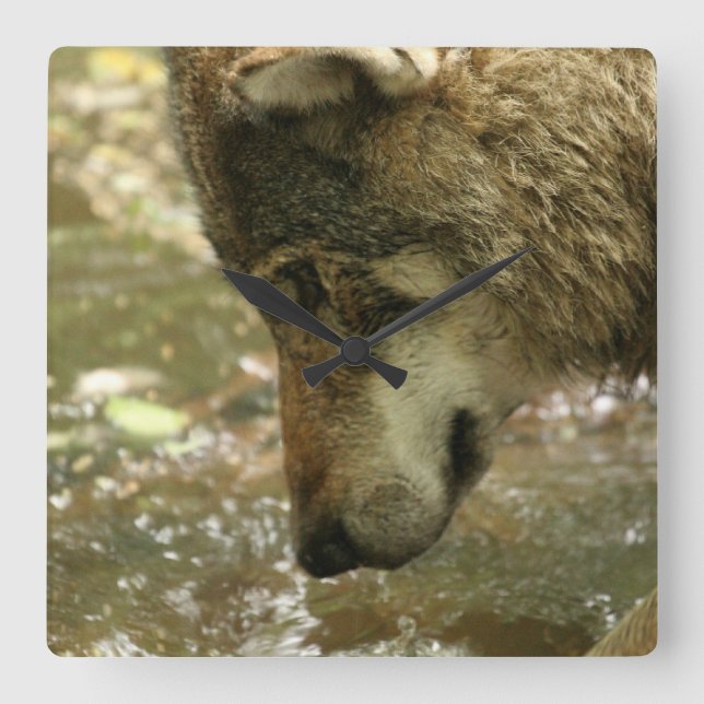 Wolf Pawing Water Square Wall Clock (Front)