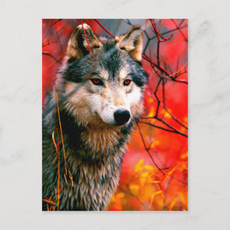 Wolf peeking through leaves in a forest postcard