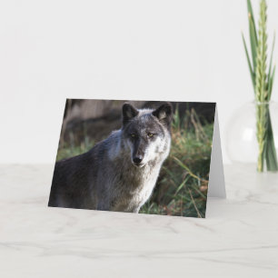 Wolf Photo Closeup Carte pour notes