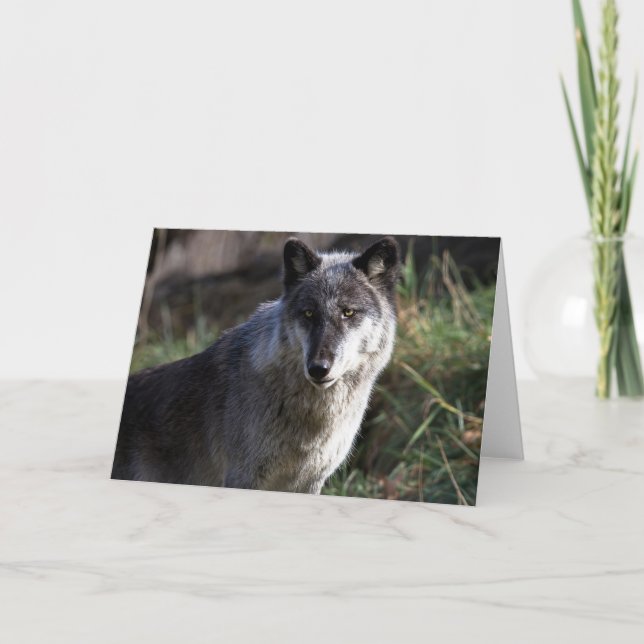 Wolf Photo Closeup Carte pour notes (Devant)
