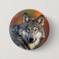 Wolf Photograph