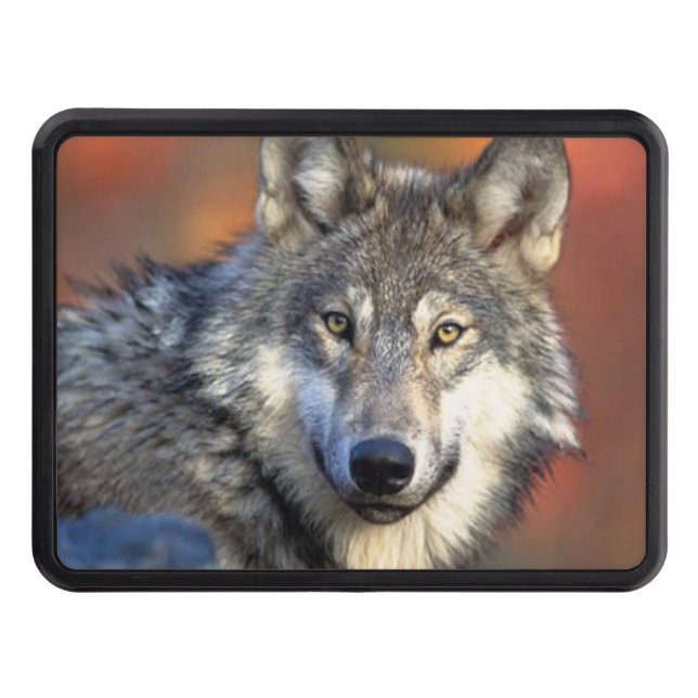 Wolf Photograph Trailer Hitch Cover (Front)