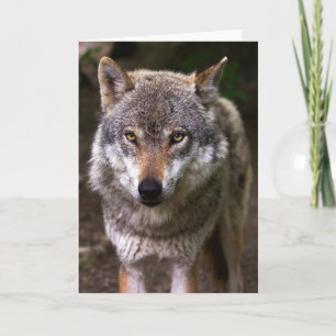 WOLF PHOTOGRAPHIE CARTE D'ANNIVERSAIRE