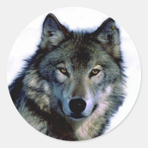 Wolf Portrait Classic Round Sticker