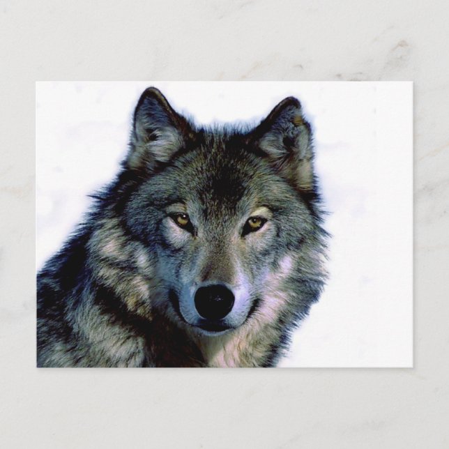 Wolf Portrait Postcard (Front)