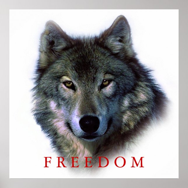 Wolf Portrait Square Freedom Poster Print (Front)