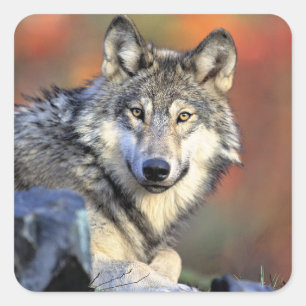 Wolf Portrait Square Sticker