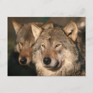 wolf postcard