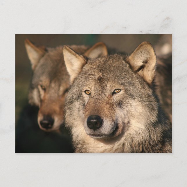 wolf postcard (Front)