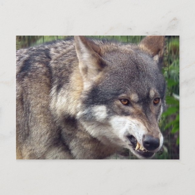 Wolf Postcard (Front)