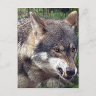 Wolf Postcard