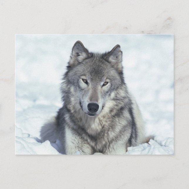 Wolf Postcard (Front)
