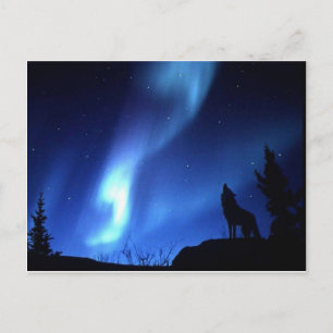 WOLF POSTCARD