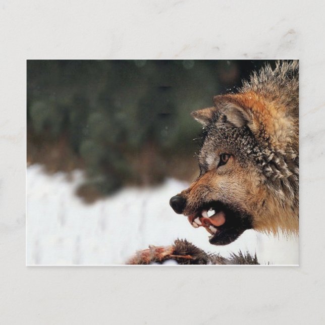 Wolf Postcard (Front)