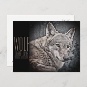 Wolf Postcard