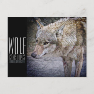 Wolf Postcard