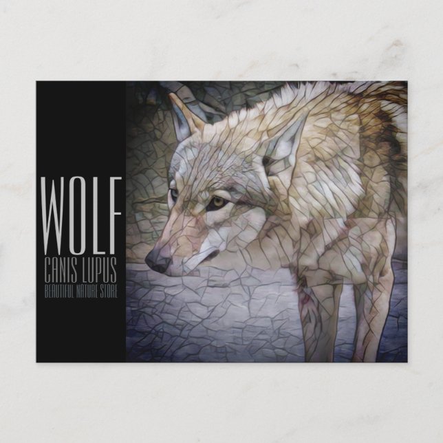 Wolf Postcard (Front)