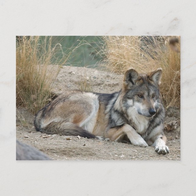 Wolf Postcard (Front)