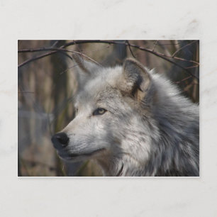 Wolf Postcard