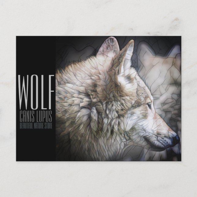Wolf [Postcard] Postcard (Front)