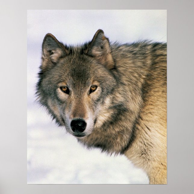 Wolf Poster (Front)
