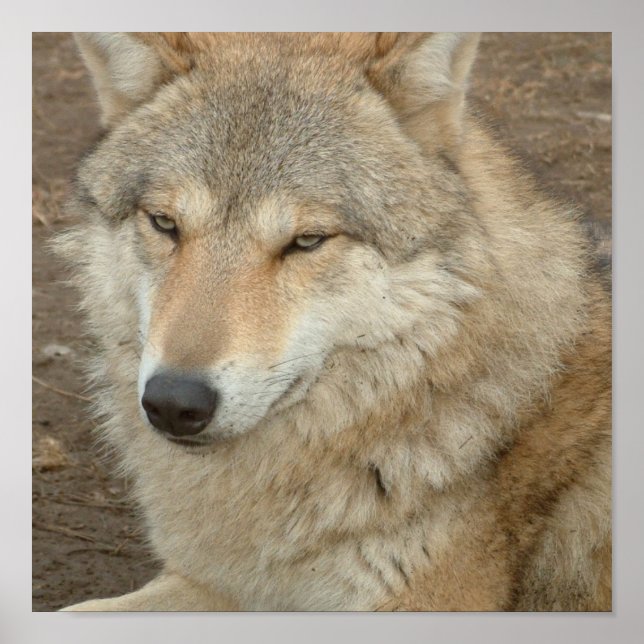 Wolf Poster Print (Front)