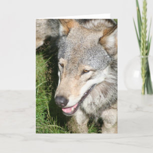 Wolf Prowl Greeting Card