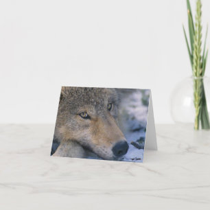 Wolf_pup_closeup Card