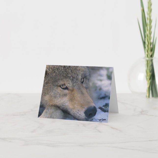 Wolf_pup_closeup Card (Front)