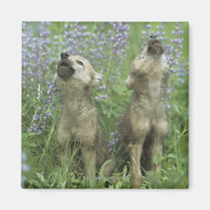 Wolf Puppies Howling In Meadow Magnet