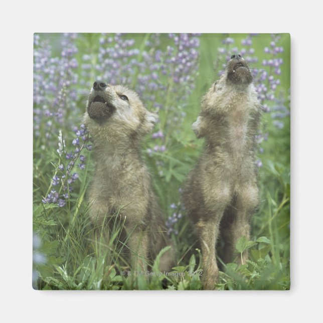 Wolf Puppies Howling In Meadow Magnet (Front)