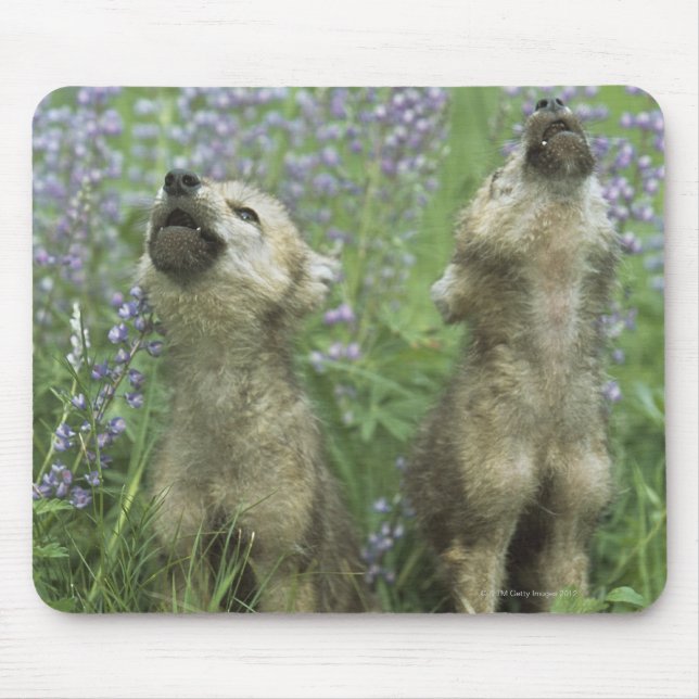 Wolf Puppies Howling In Meadow Mouse Pad (Front)