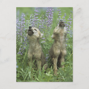 Wolf Puppies Howling In Meadow Postcard